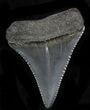 Serrated Fossil Great White Shark Tooth - #31608-1